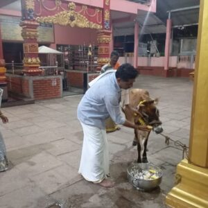 ಮುಂಡ್ಕೂರು ಶ್ರೀ ದುರ್ಗಾ ಪರಮೇಶ್ವರಿ ದೇವಸ್ಥಾನದಲ್ಲಿ ಇಂದು ಗೋಪೂಜೆ ನಡೆಯಿತು